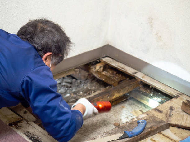 Best Fast Mold Removal  in Presquille, LA