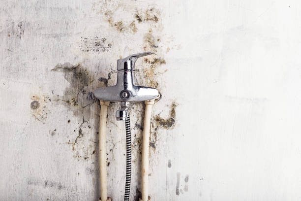 Best Commercial Mold Removal  in Presquille, LA