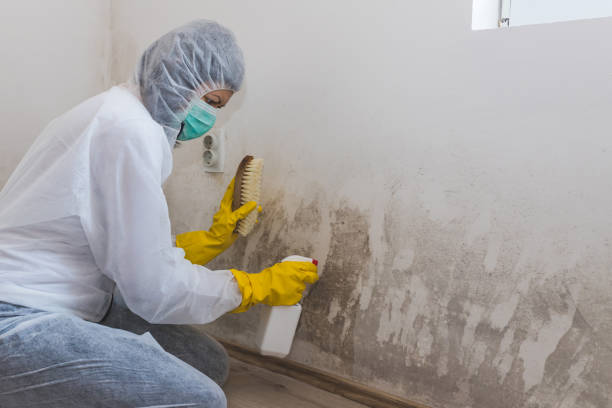 Best Local Mold Removal Service  in Presquille, LA