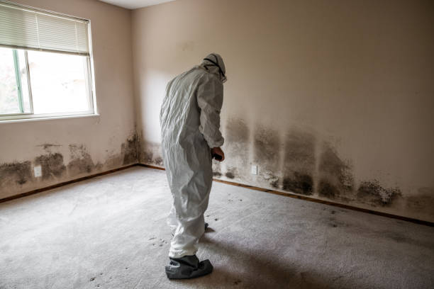 Best Emergency Mold Removal  in Presquille, LA