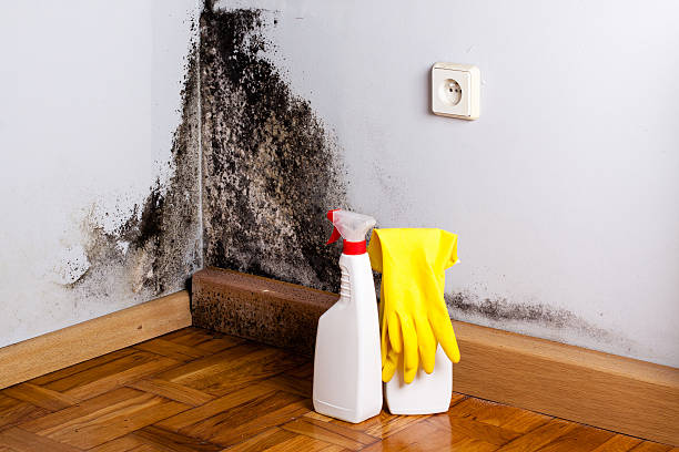 Office Mold Removal Services in Presquille, LA